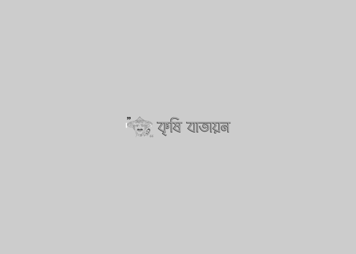 ধানের মাজরা পোকা